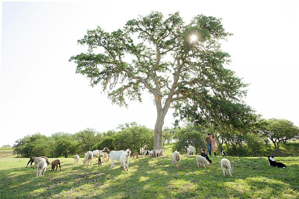 Reves De Moutons Hotel Paso Robles Exterior photo