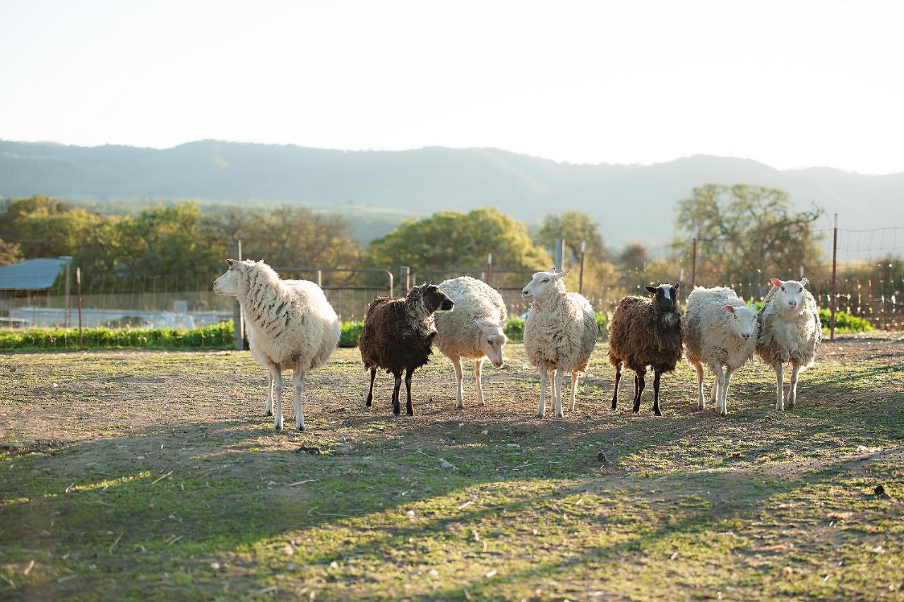 Reves De Moutons Hotel Paso Robles Exterior photo